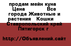 продам мейн куна › Цена ­ 15 000 - Все города Животные и растения » Кошки   . Ставропольский край,Пятигорск г.